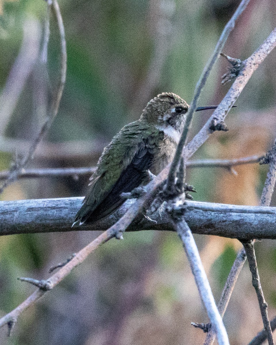 Black-chinned Hummingbird - ML483789721