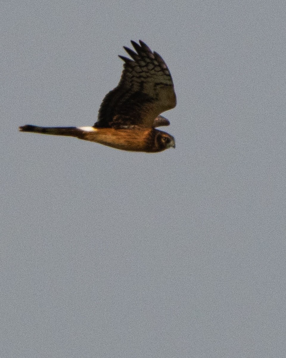 Northern Harrier - ML483789791