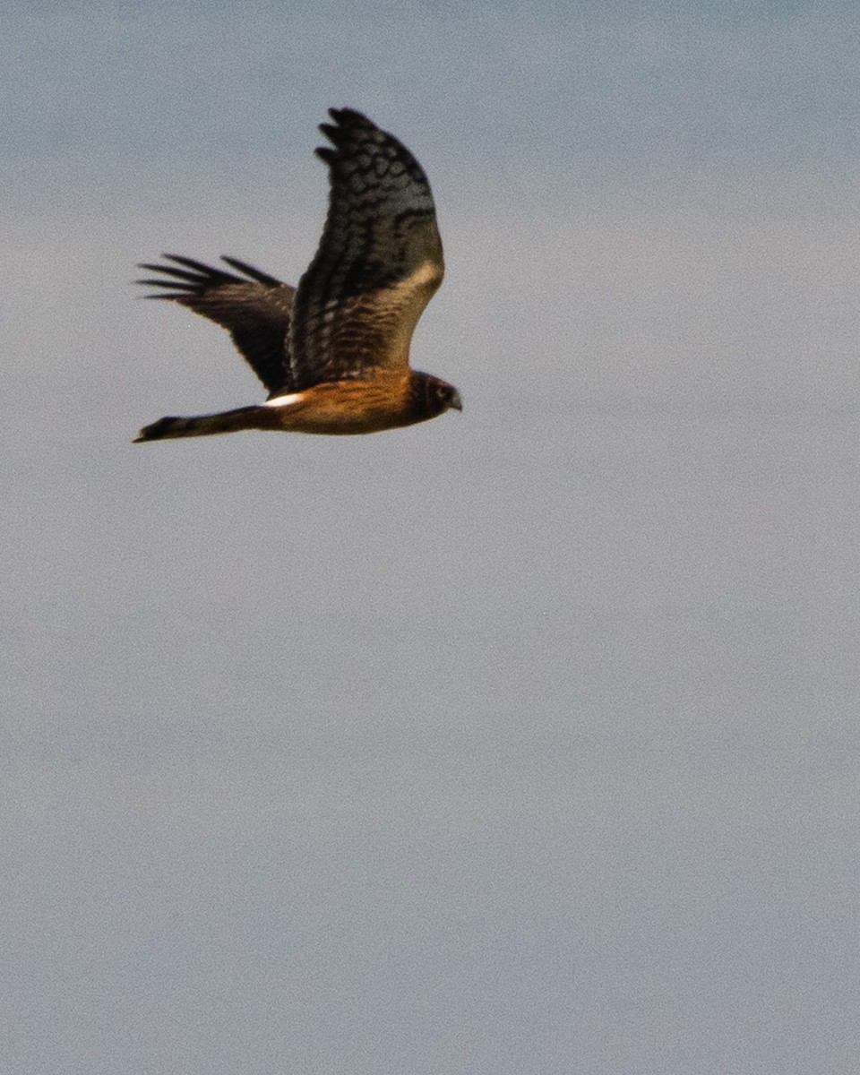 Northern Harrier - ML483789801