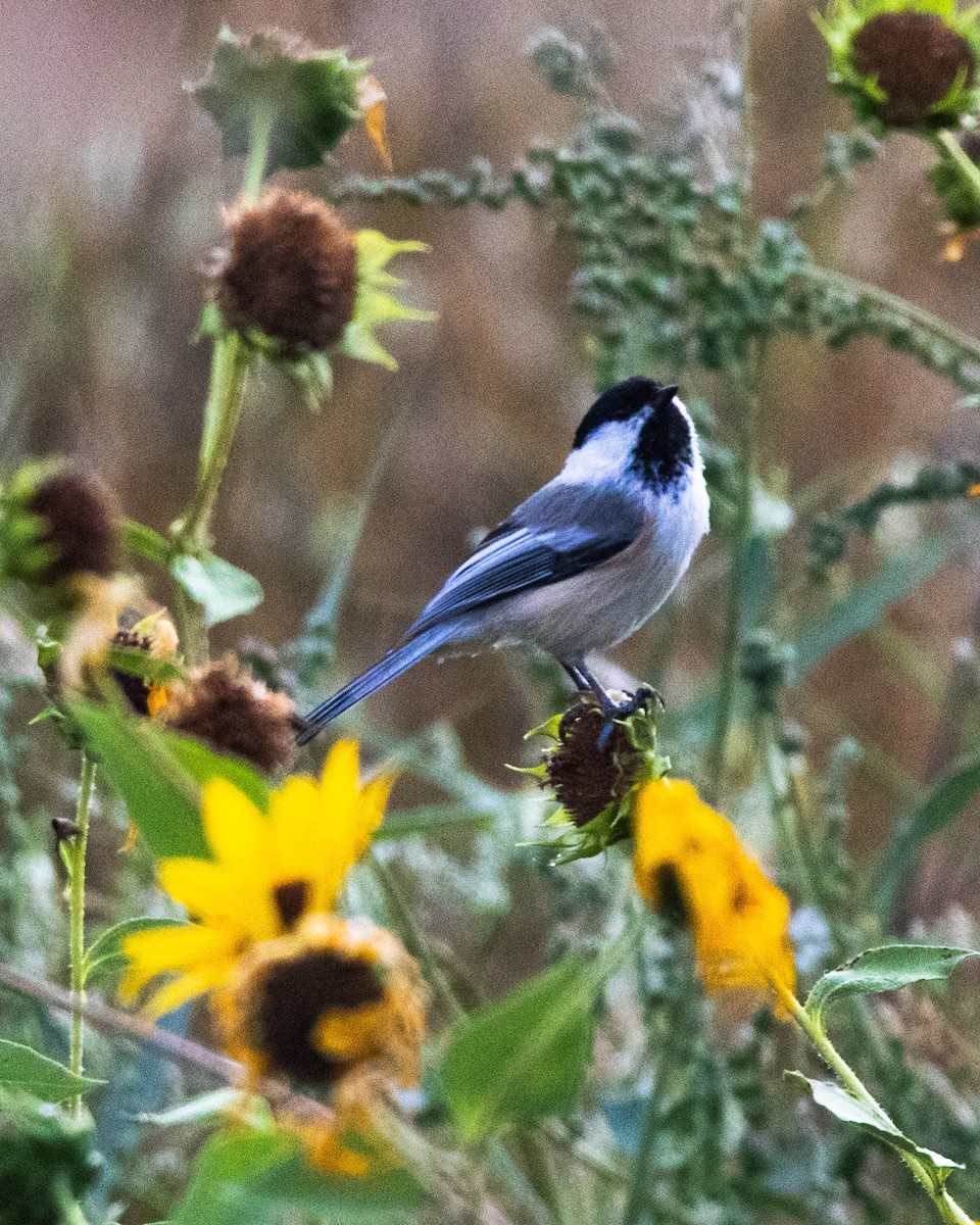 Mésange à tête noire - ML483789881