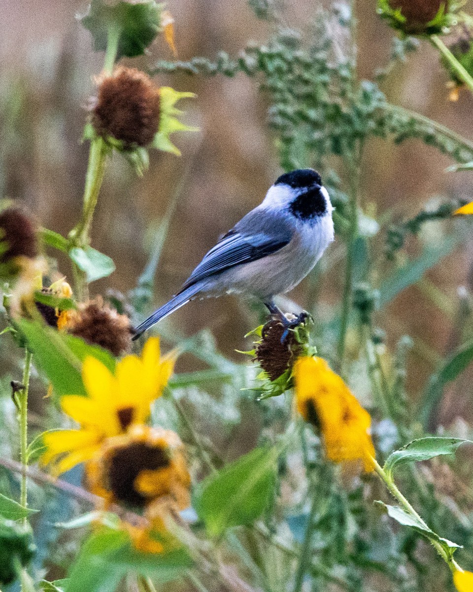 Black-capped Chickadee - ML483789891