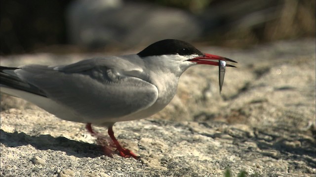 Charrán Común - ML483790