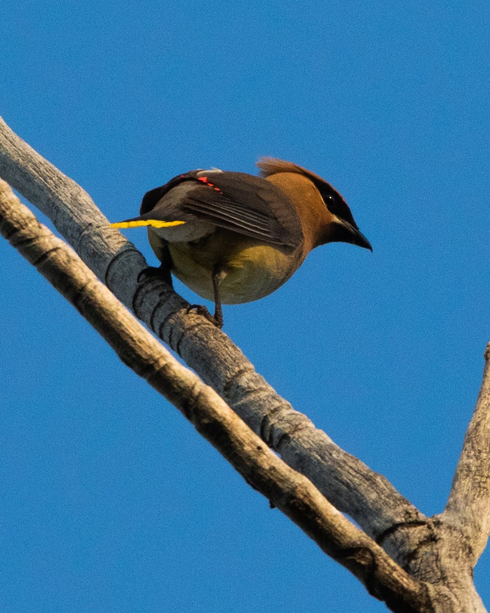 Cedar Waxwing - ML483790081