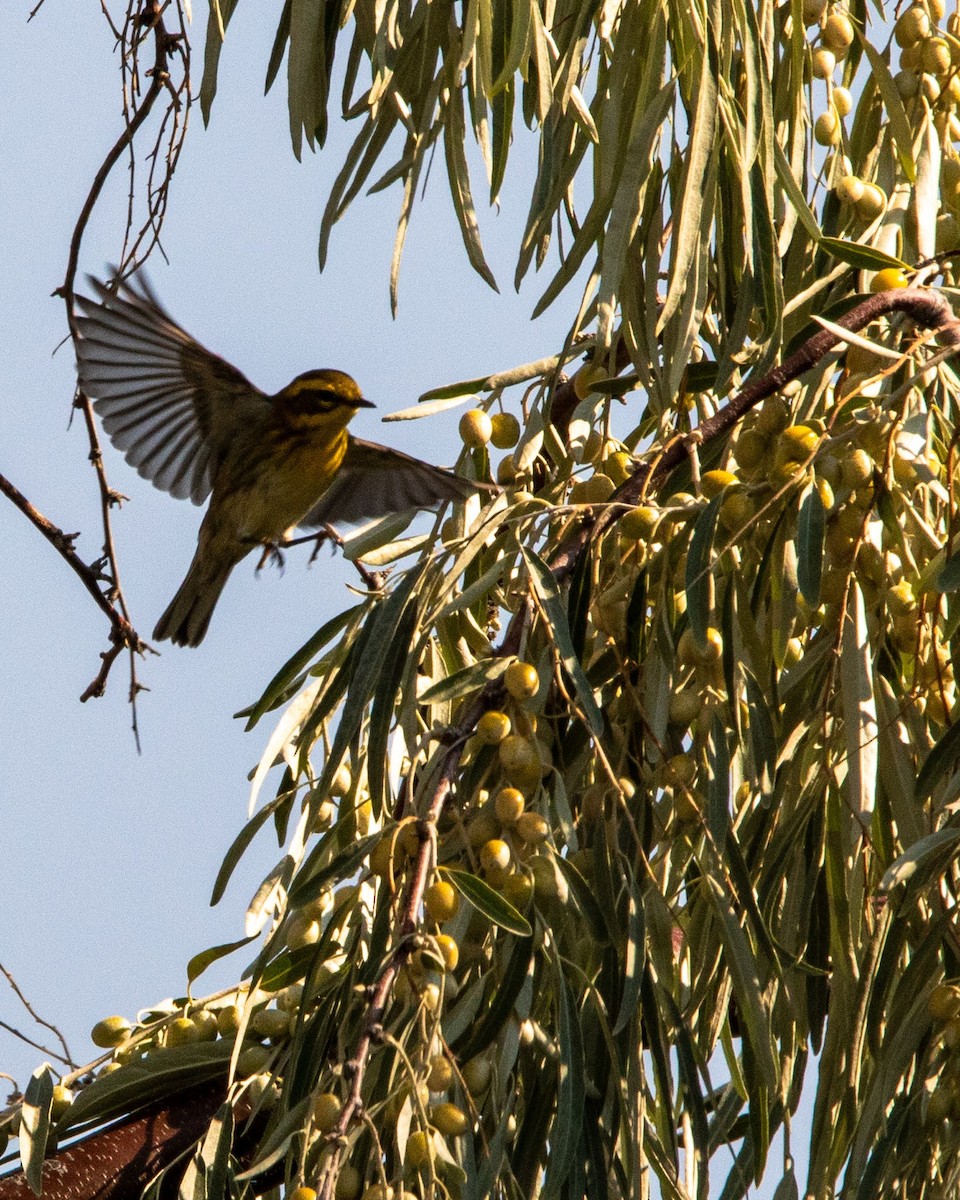 Townsend's Warbler - ML483790241