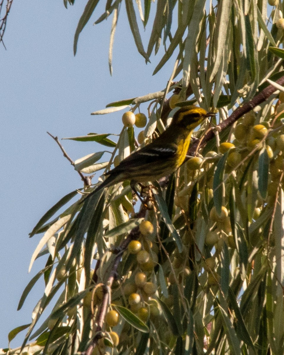 Townsend's Warbler - ML483790271