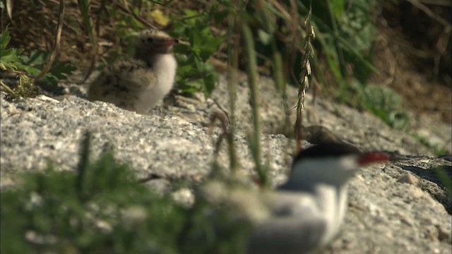 Common Tern - ML483791