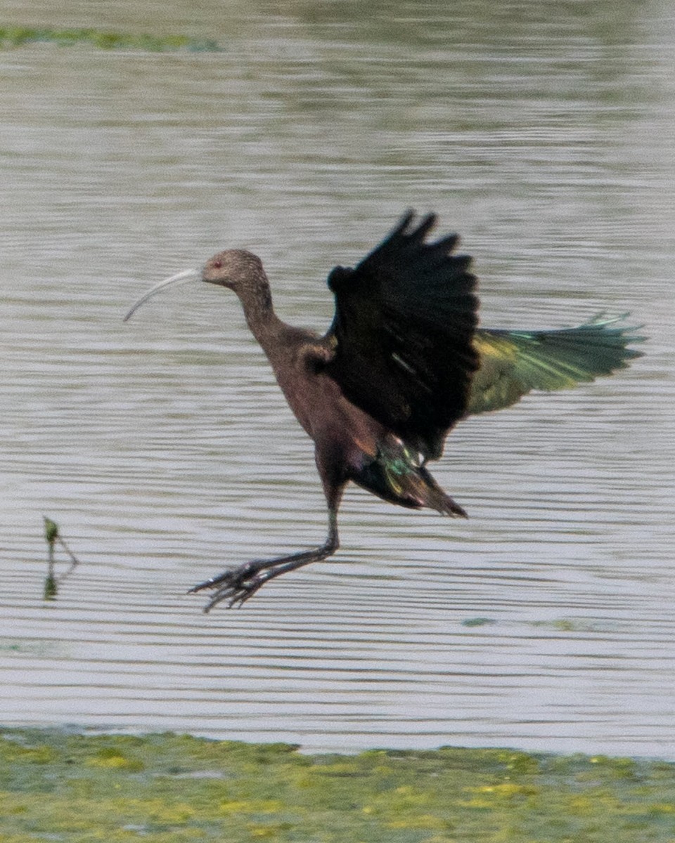 White-faced Ibis - ML483791041