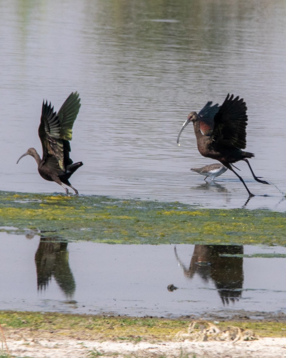 White-faced Ibis - ML483791051