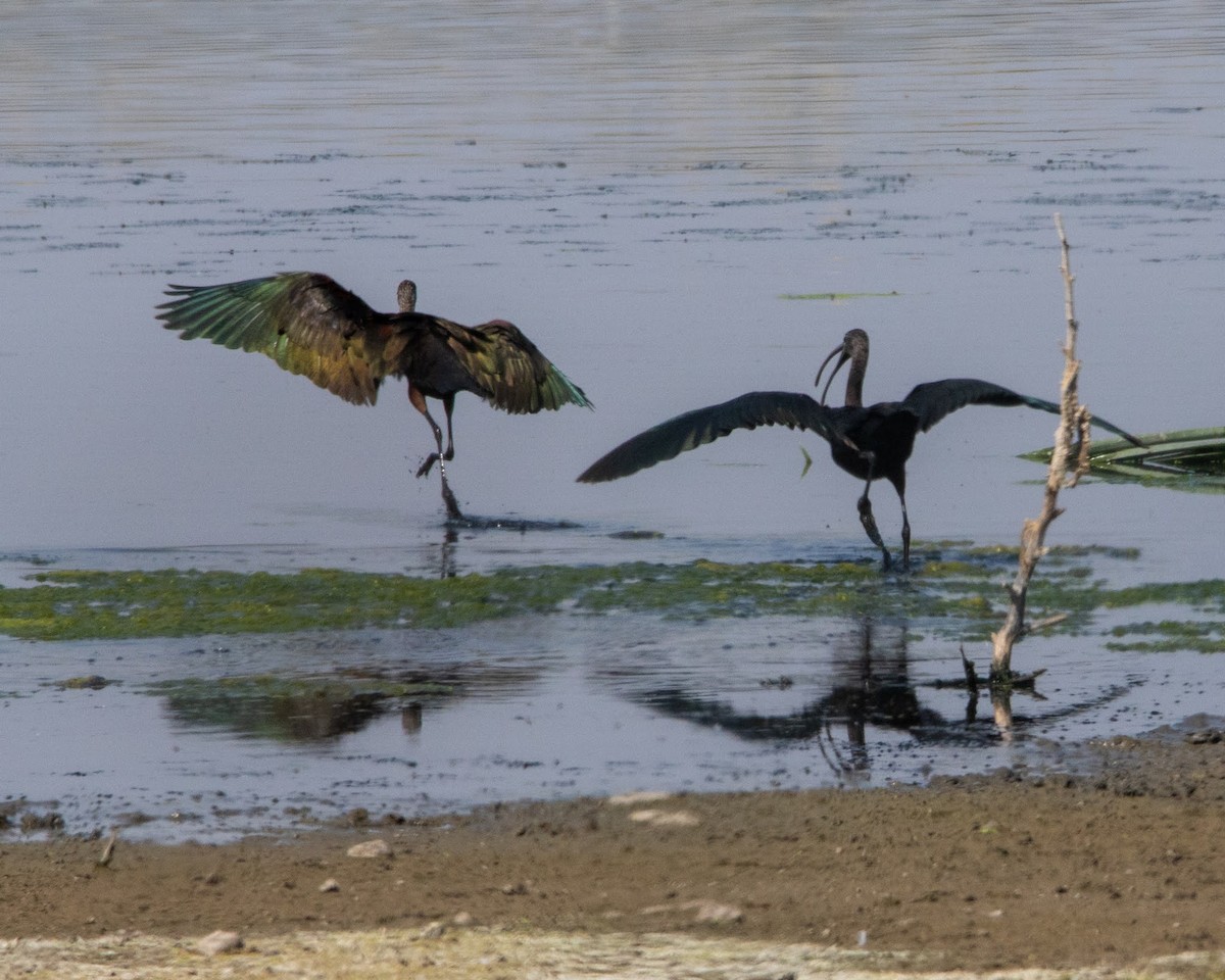 White-faced Ibis - ML483791061