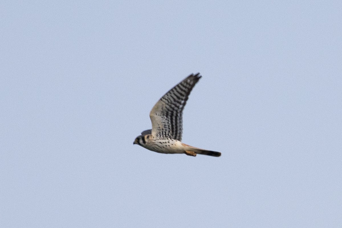 American Kestrel - ML483791611