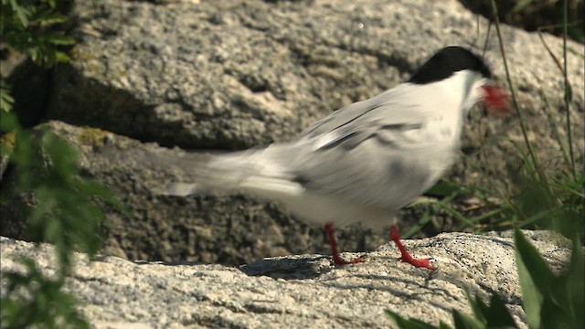 Common Tern - ML483792