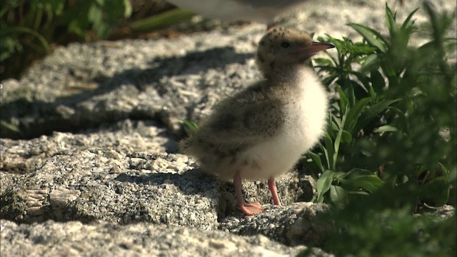 Common Tern - ML483793