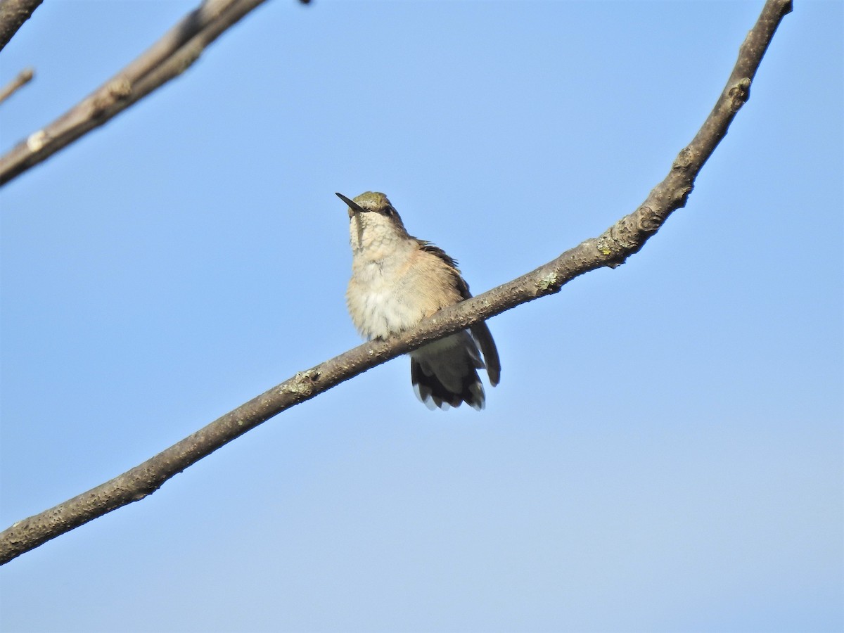 Ruby-throated Hummingbird - Susan Brauning