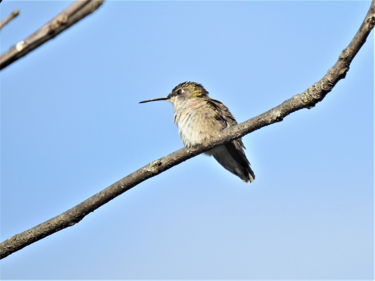 Ruby-throated Hummingbird - ML483793071