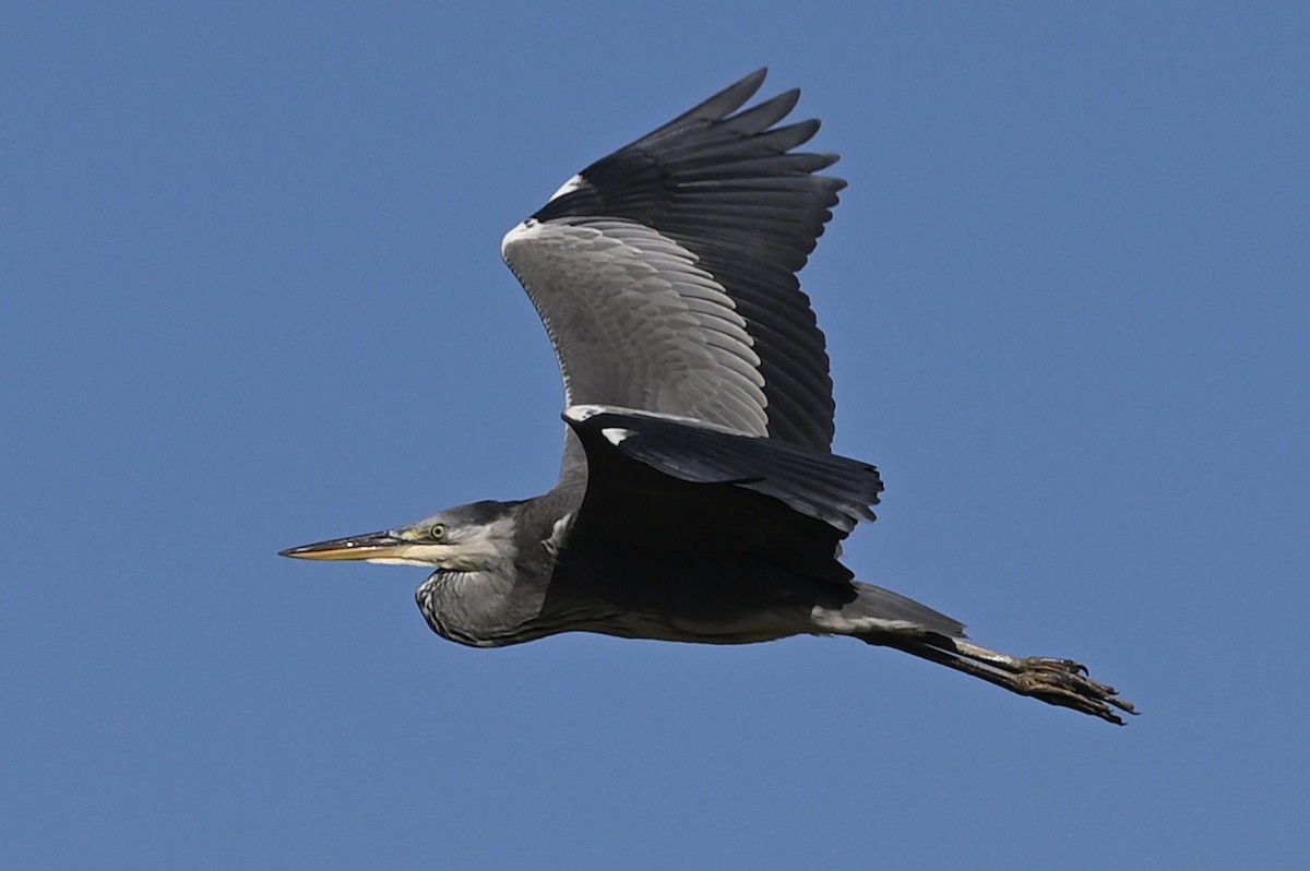 Gray Heron - ML483793111