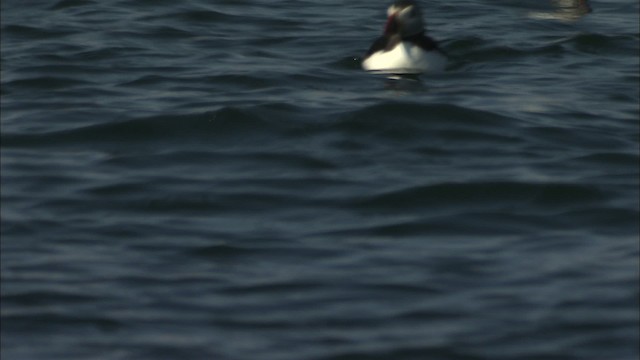 Atlantic Puffin - ML483794