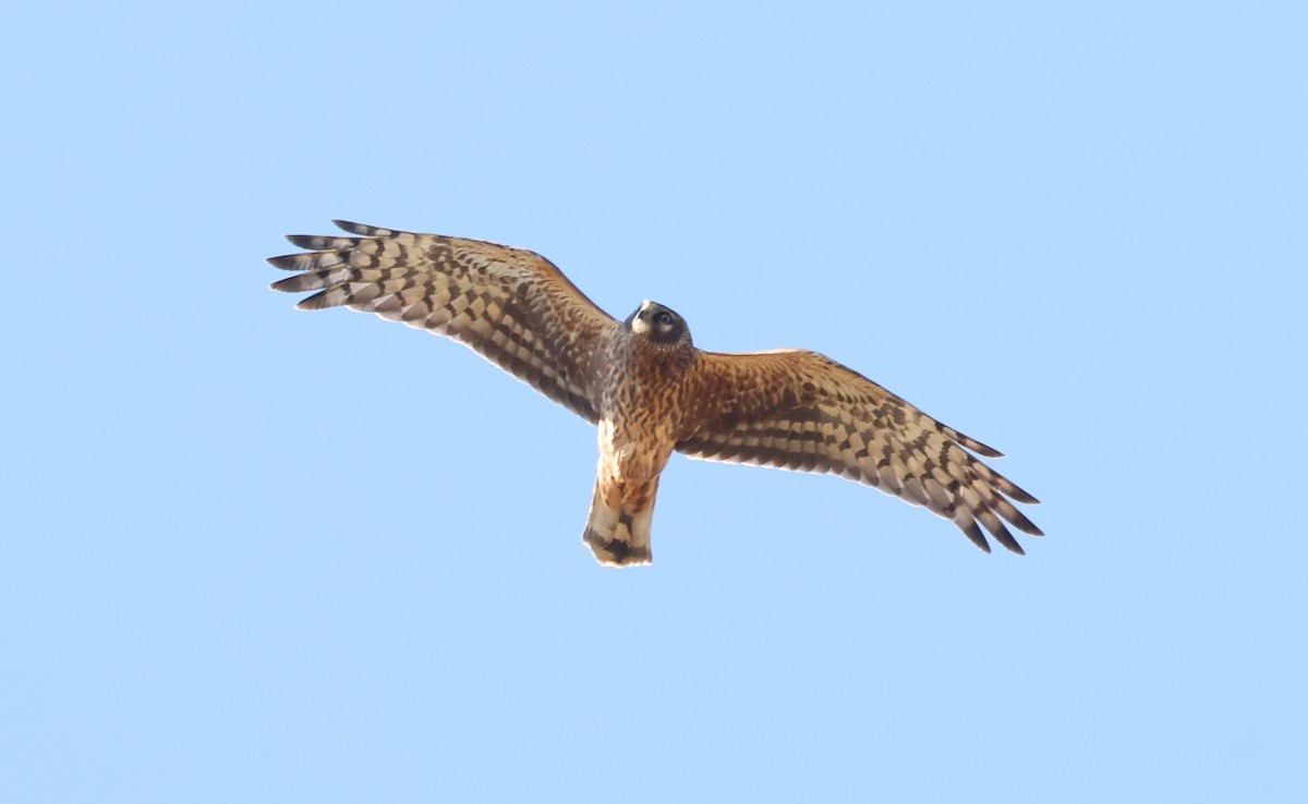 Hen Harrier - ML483794551