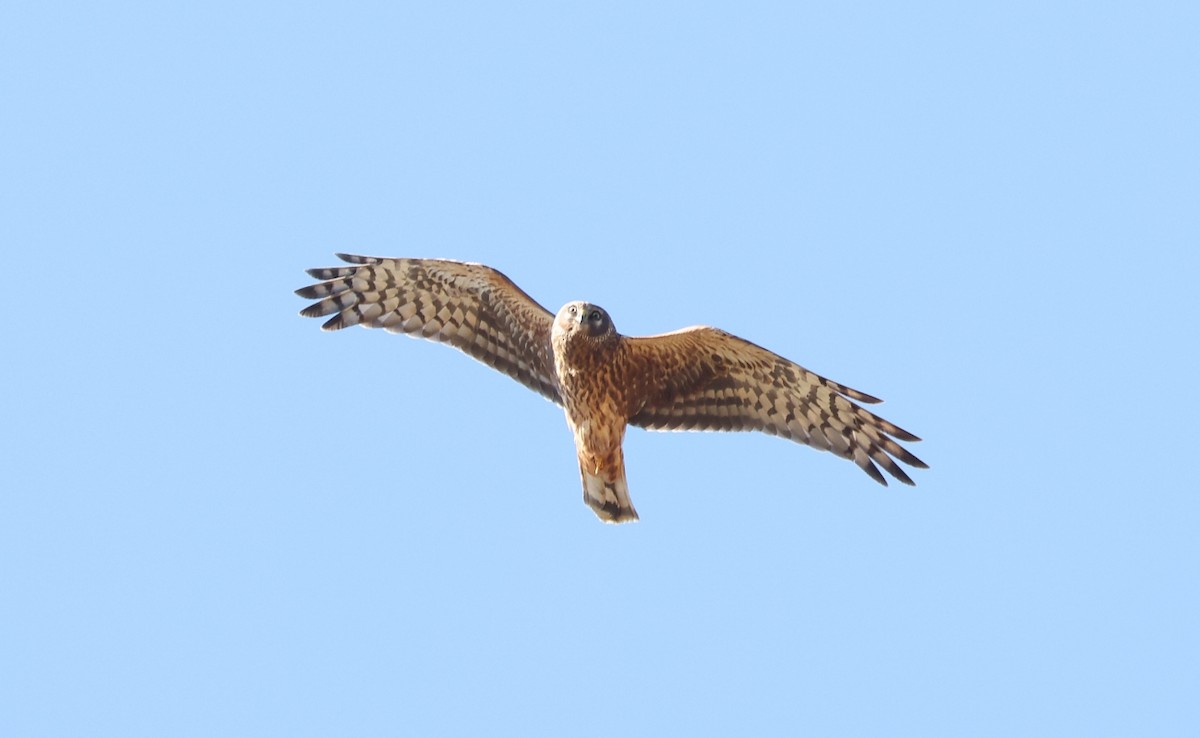 Hen Harrier - ML483794571