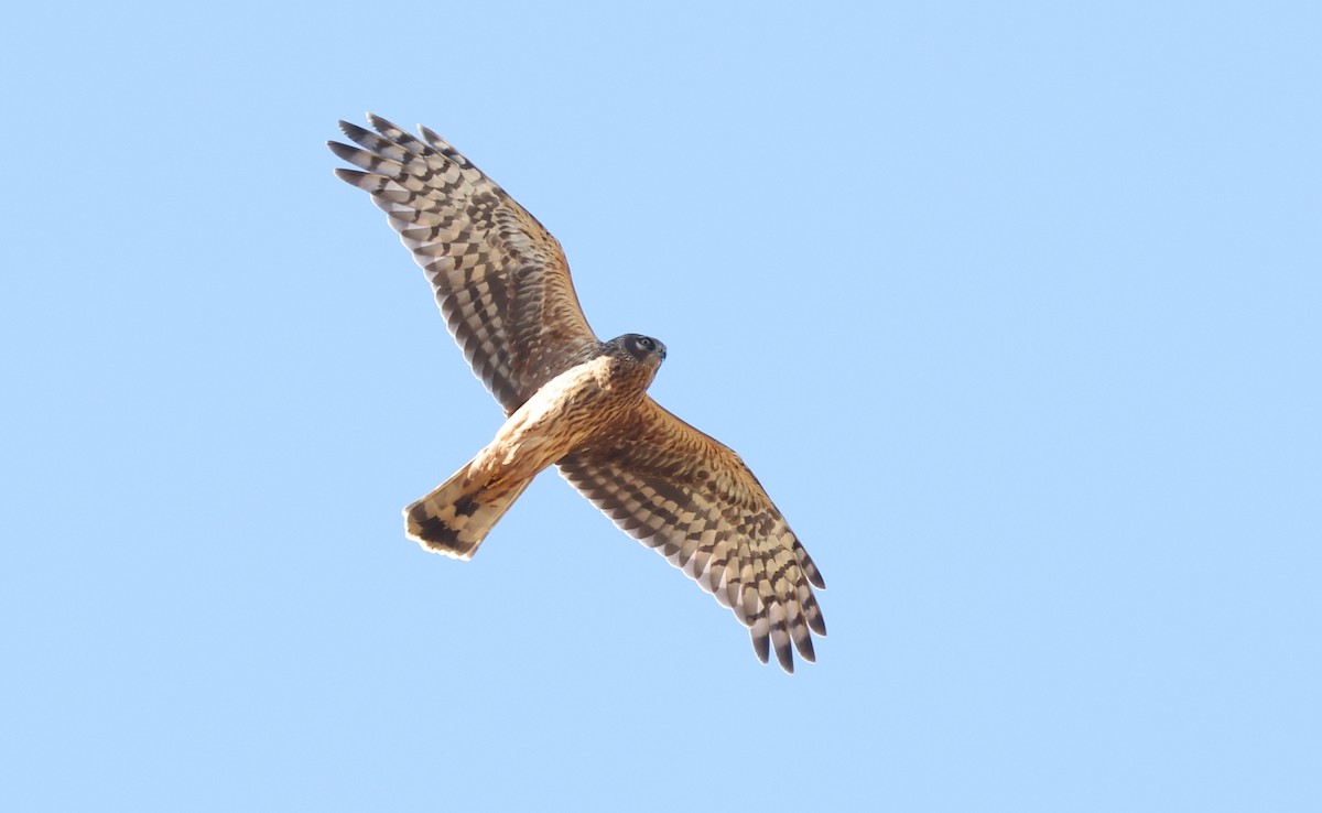 Hen Harrier - ML483794581