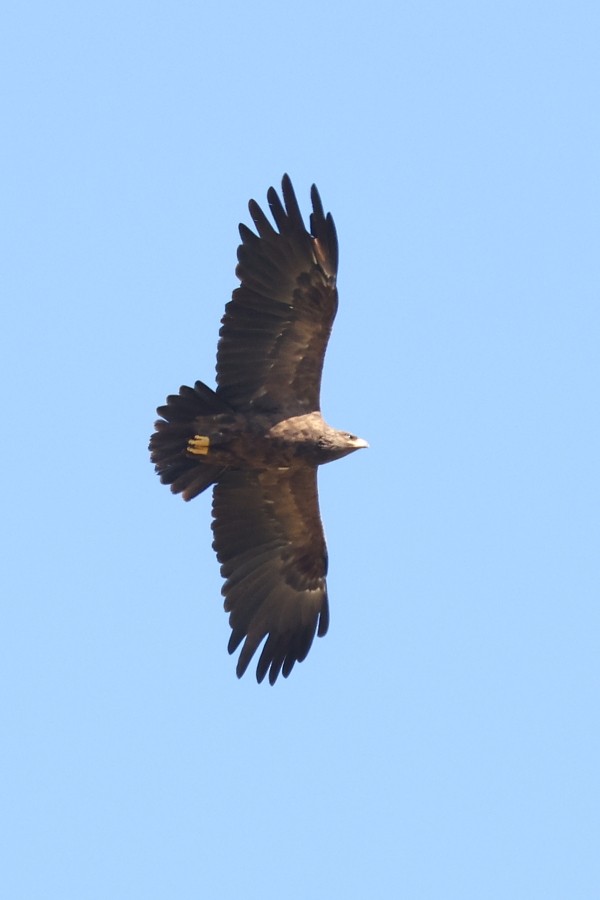 Greater Spotted Eagle - ML483794661