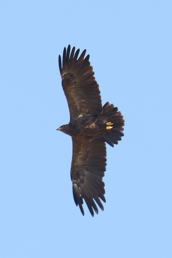 Greater Spotted Eagle - ML483794671