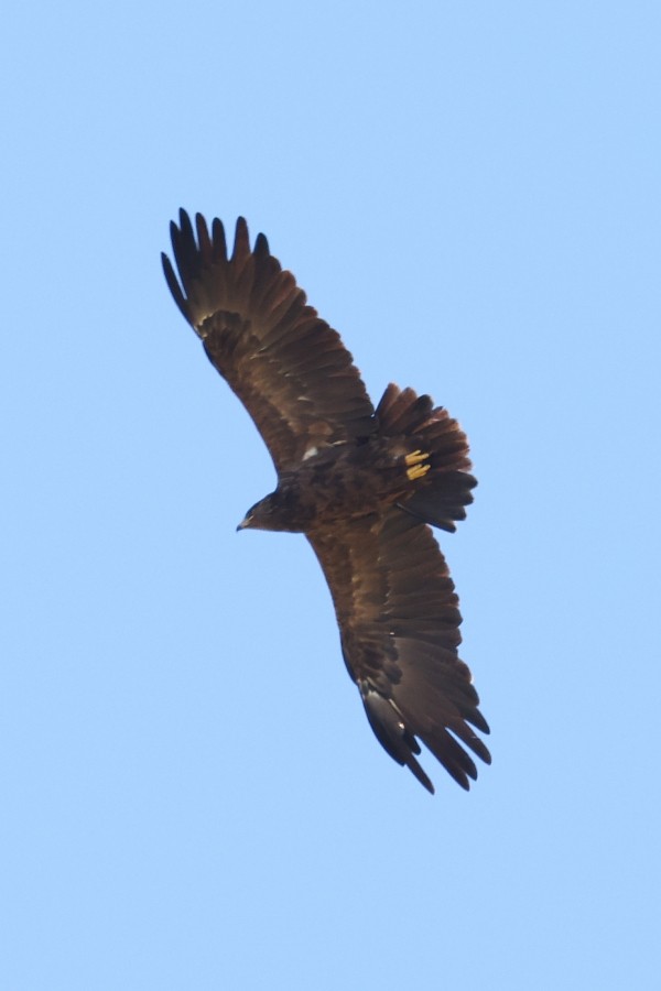 Greater Spotted Eagle - ML483794701