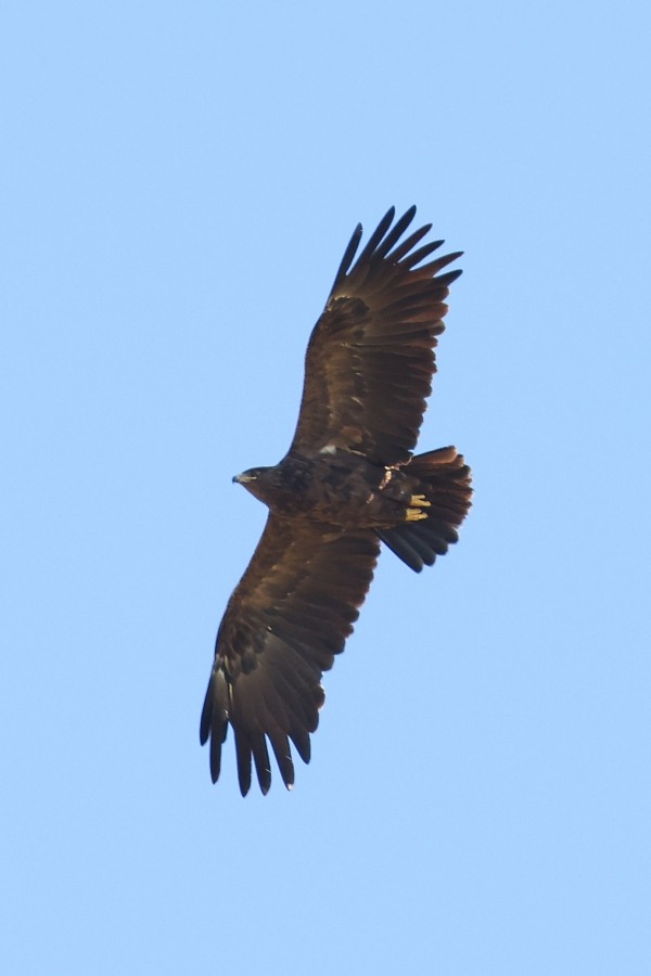 Greater Spotted Eagle - ML483794711