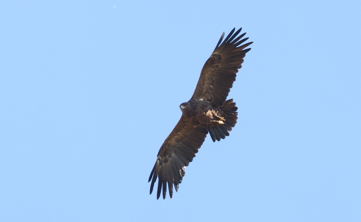 Greater Spotted Eagle - ML483794721