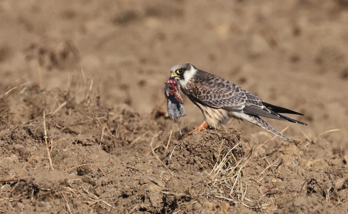 Red-footed Falcon - ML483794841