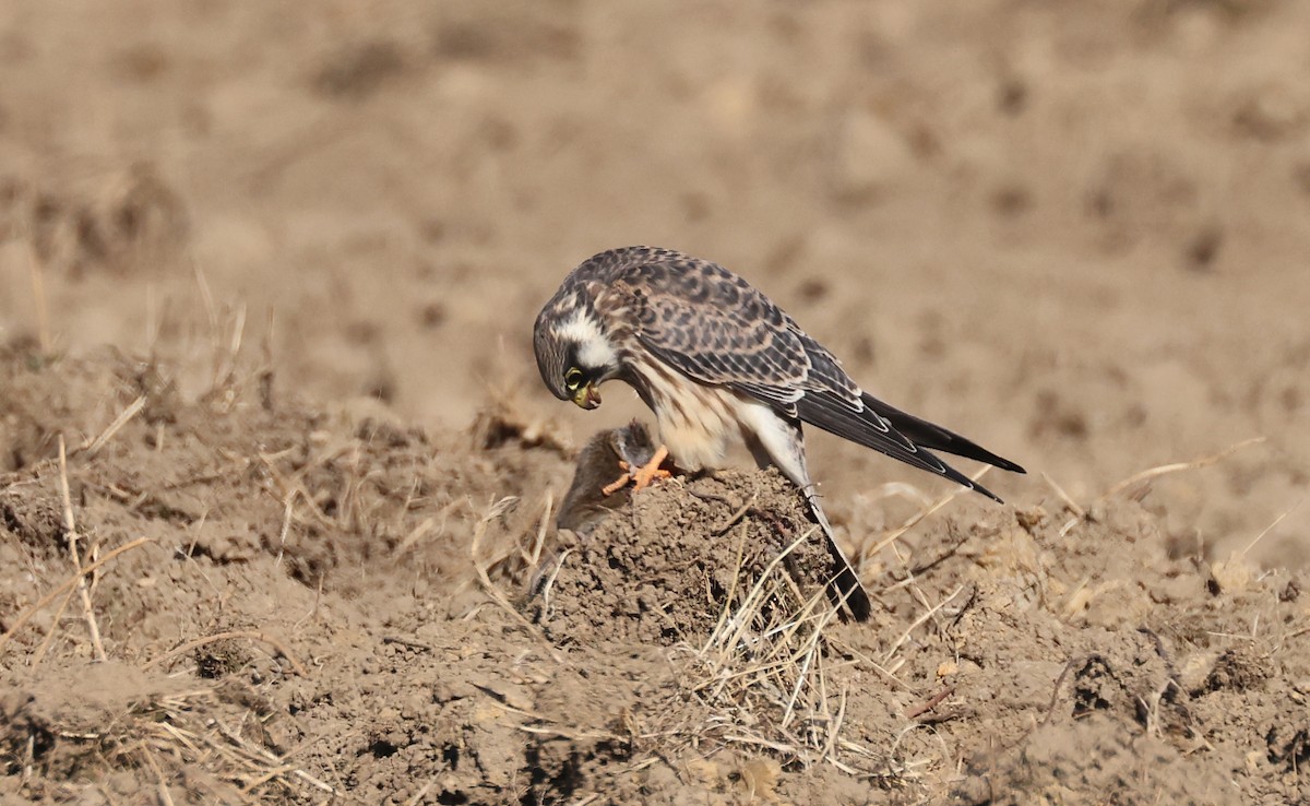 ニシアカアシチョウゲンボウ - ML483794851