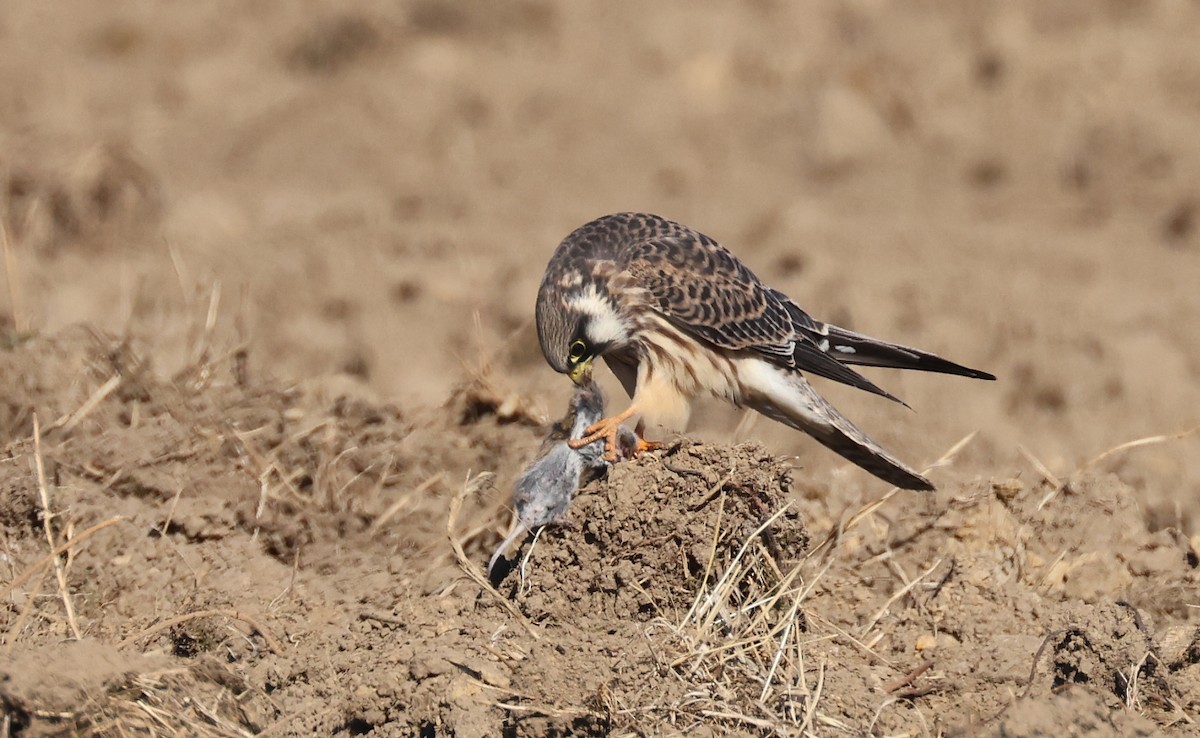 Red-footed Falcon - ML483794861