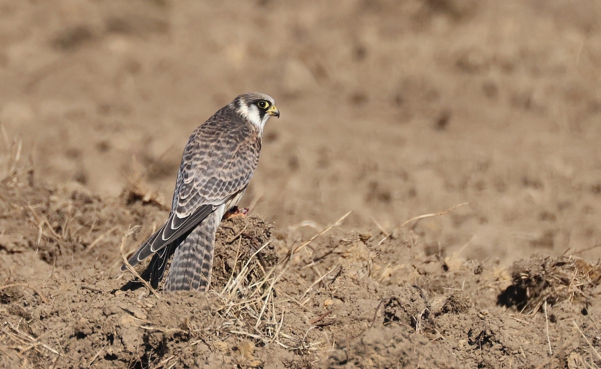Red-footed Falcon - ML483794951