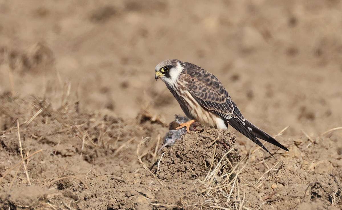 Red-footed Falcon - ML483794961