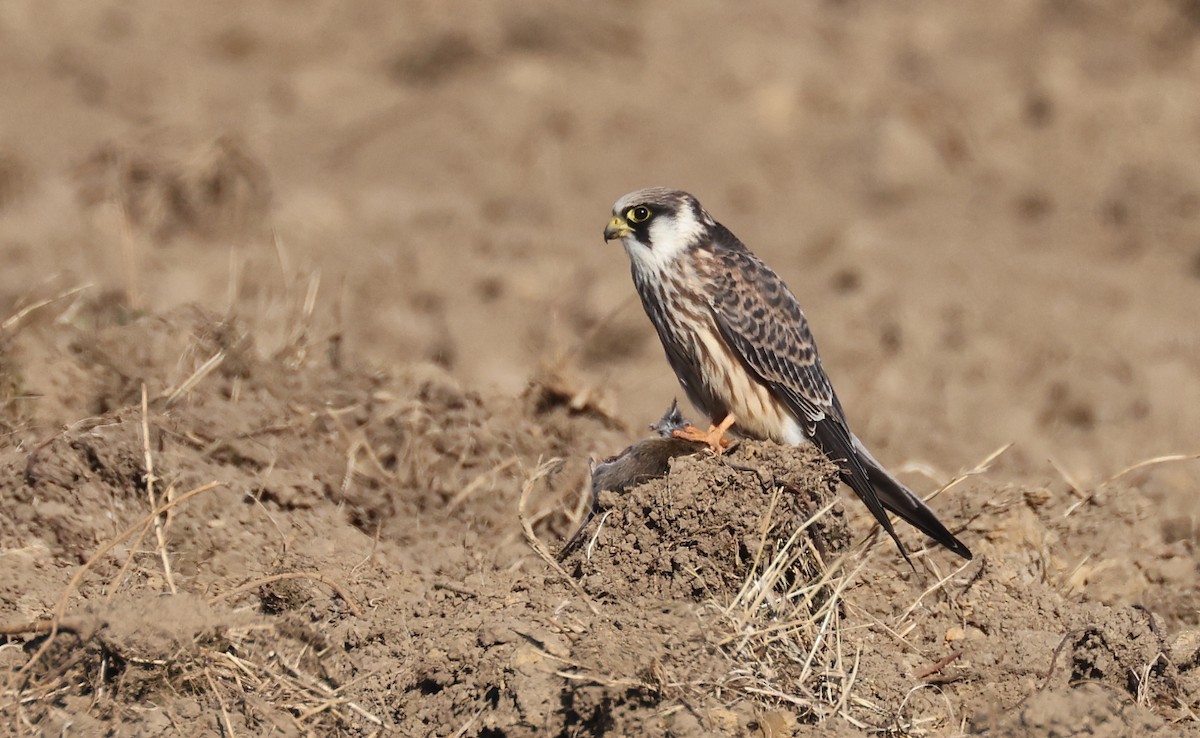 Red-footed Falcon - ML483794971