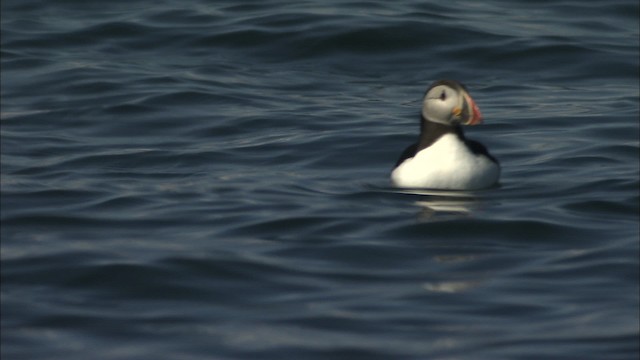 Atlantic Puffin - ML483795