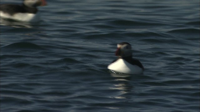 Atlantic Puffin - ML483796