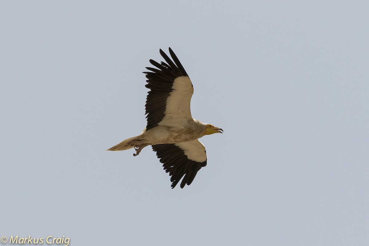 רחם מדברי - ML48379671