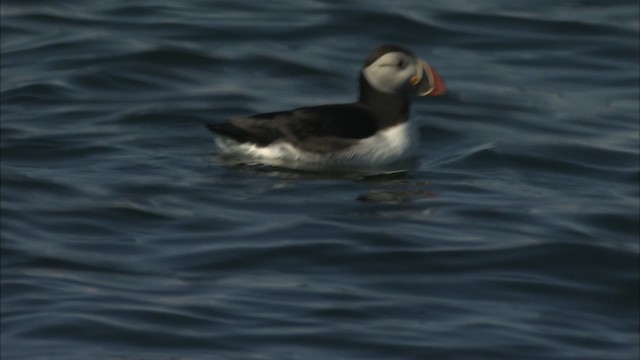 Atlantic Puffin - ML483797