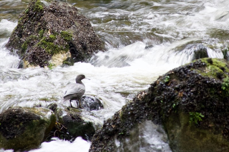 Saumschnabelente - ML48379721