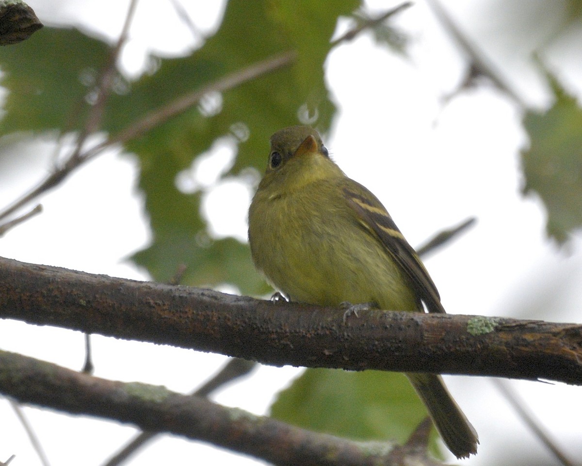 Yellow-bellied Flycatcher - ML483798411