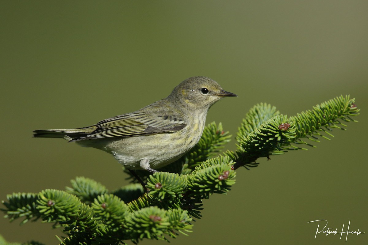 Cape May Warbler - ML483799371