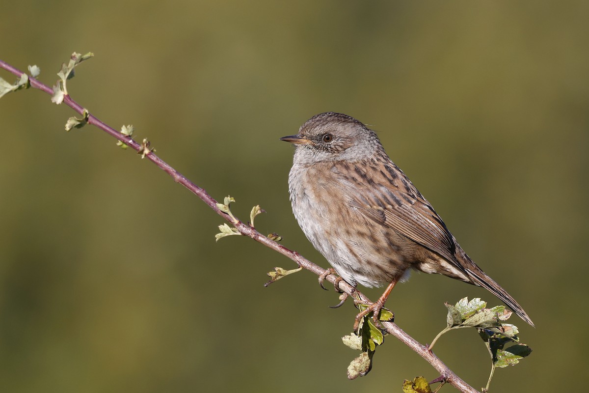 Dunnock - ML483800741