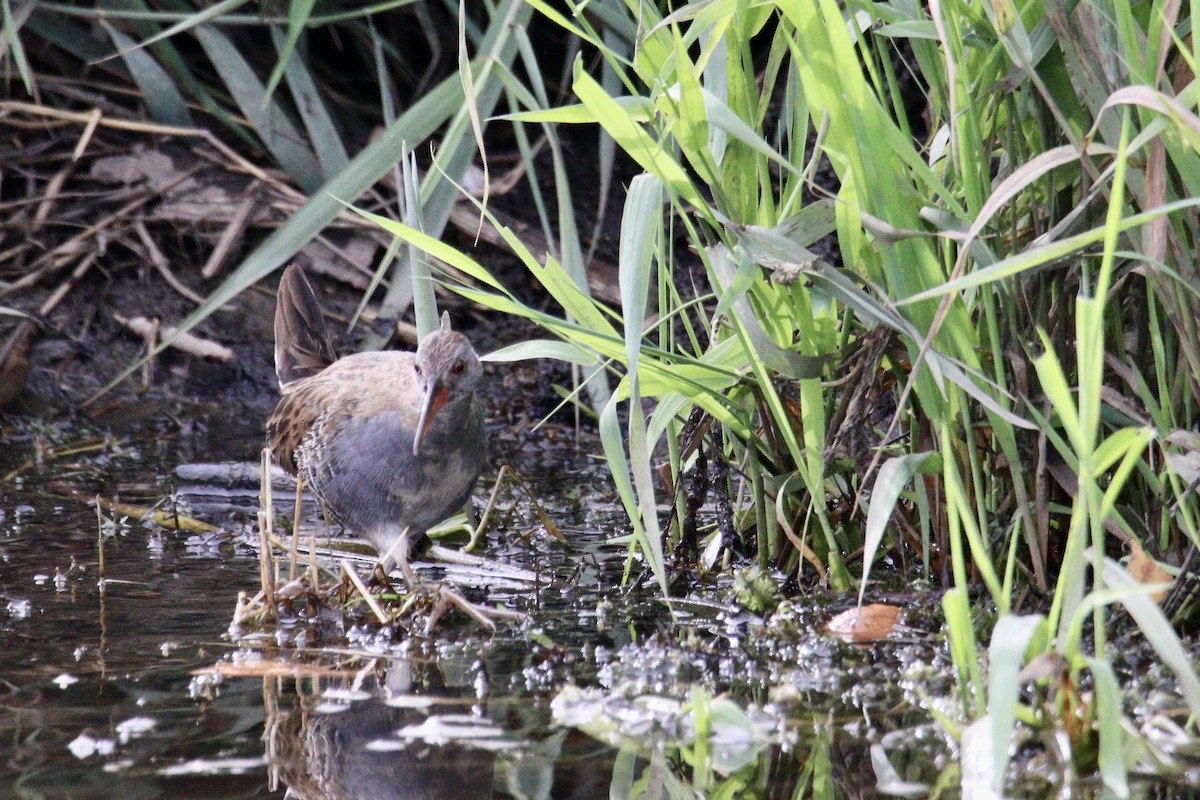 Water Rail - Thomas Jungbauer