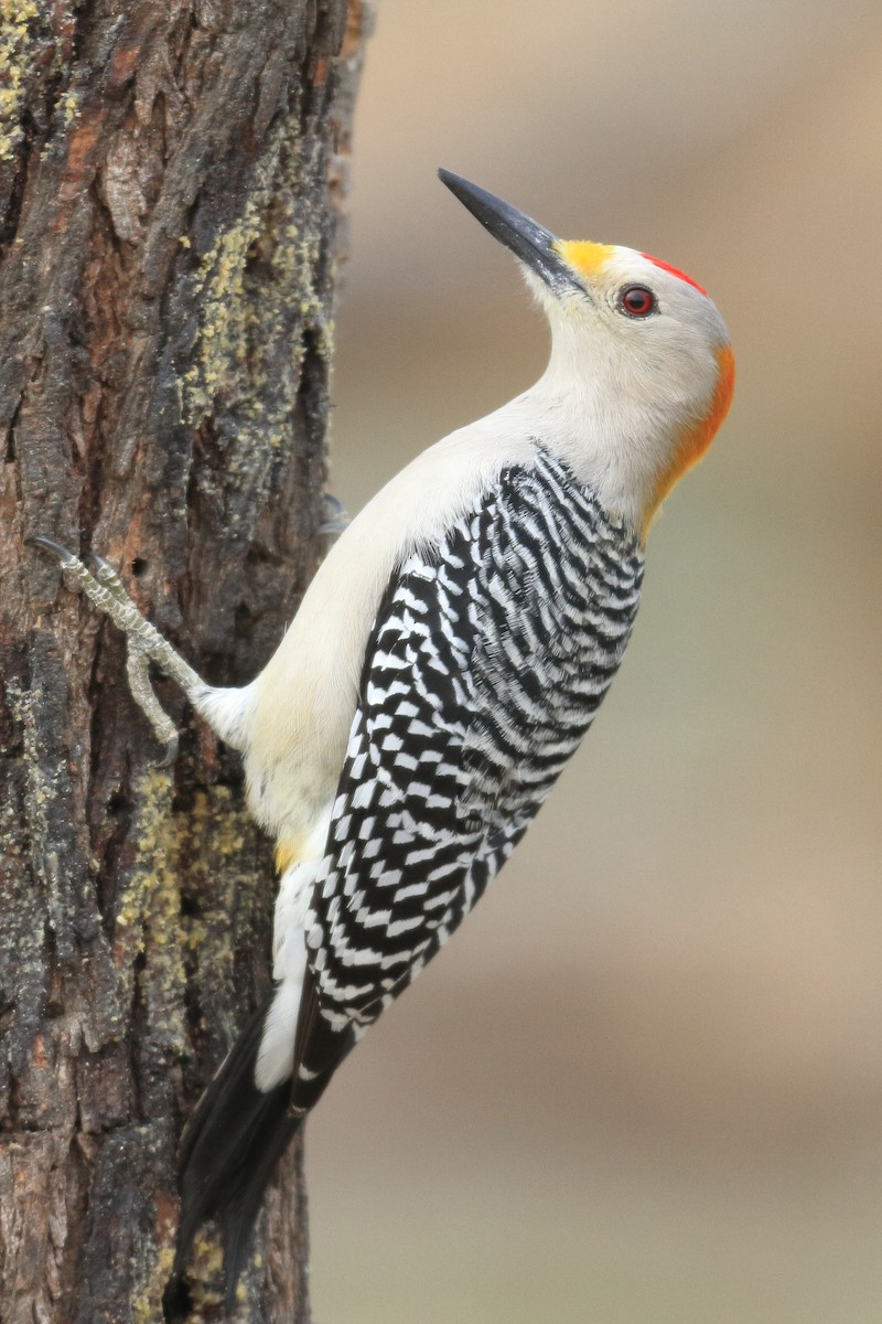 Golden-fronted Woodpecker - ML483803311