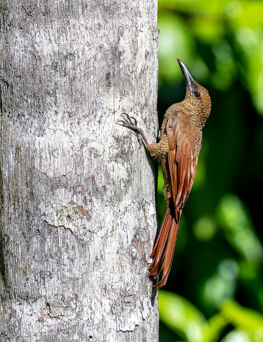 Northern Barred-Woodcreeper - ML483803401