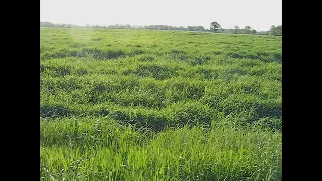 Râle noir - ML483803701