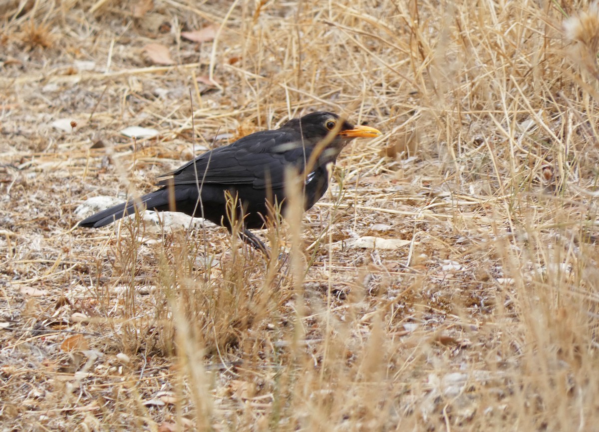 Хар хөөндэй - ML483803751