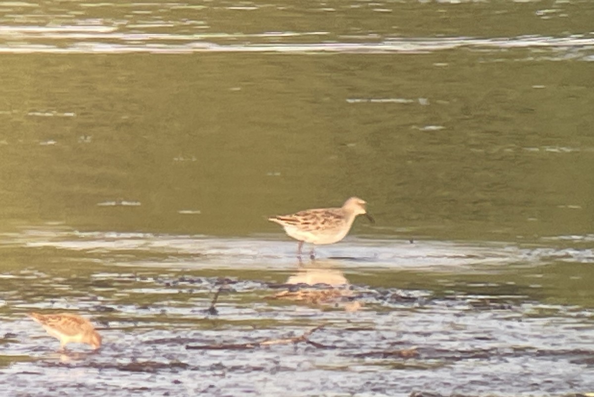 Baird's Sandpiper - Valerie Burdette