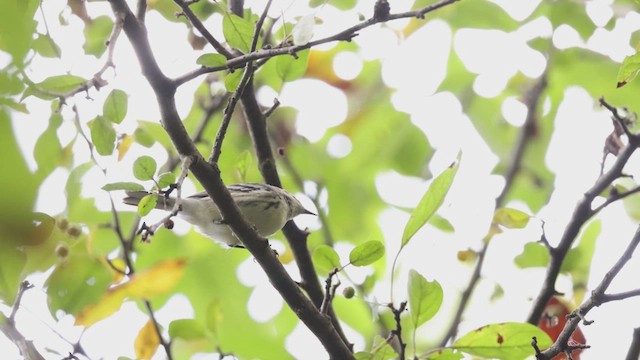 Black-throated Gray Warbler - ML483804141