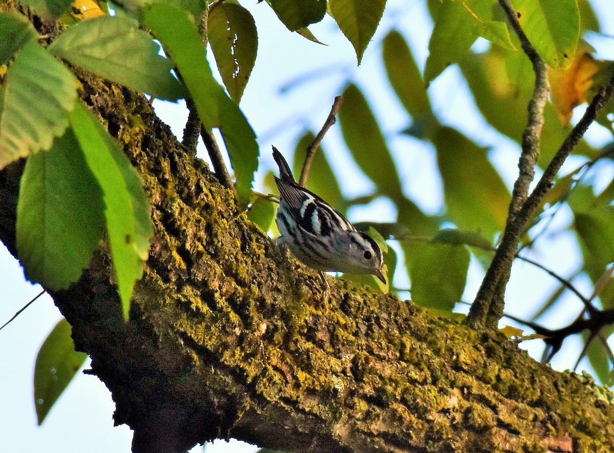 Black-and-white Warbler - ML483804351